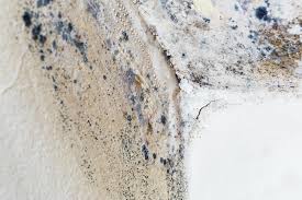 Best Environmental Consulting for Mold Prevention  in USA